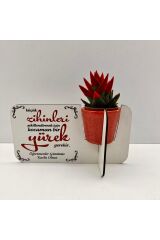 Öğretmenler Günü Hediyesi (canlı çiçekli,porselen saksılı)